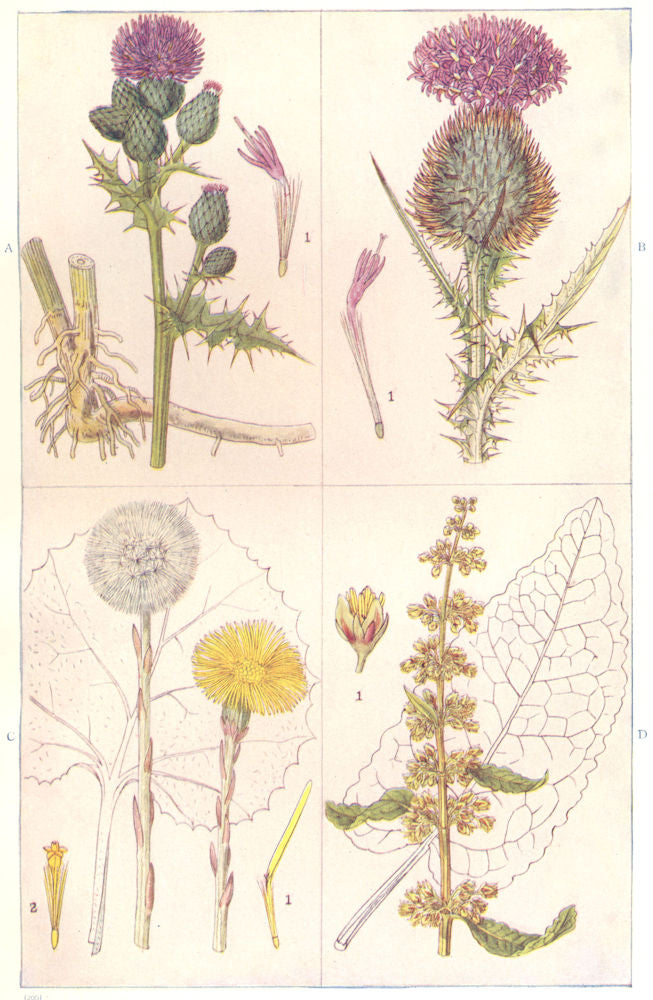 COMMON ARABLE WEEDS. Creeping, Spear Thistle. Coltsfoot, Broad-leaved Dock 1912